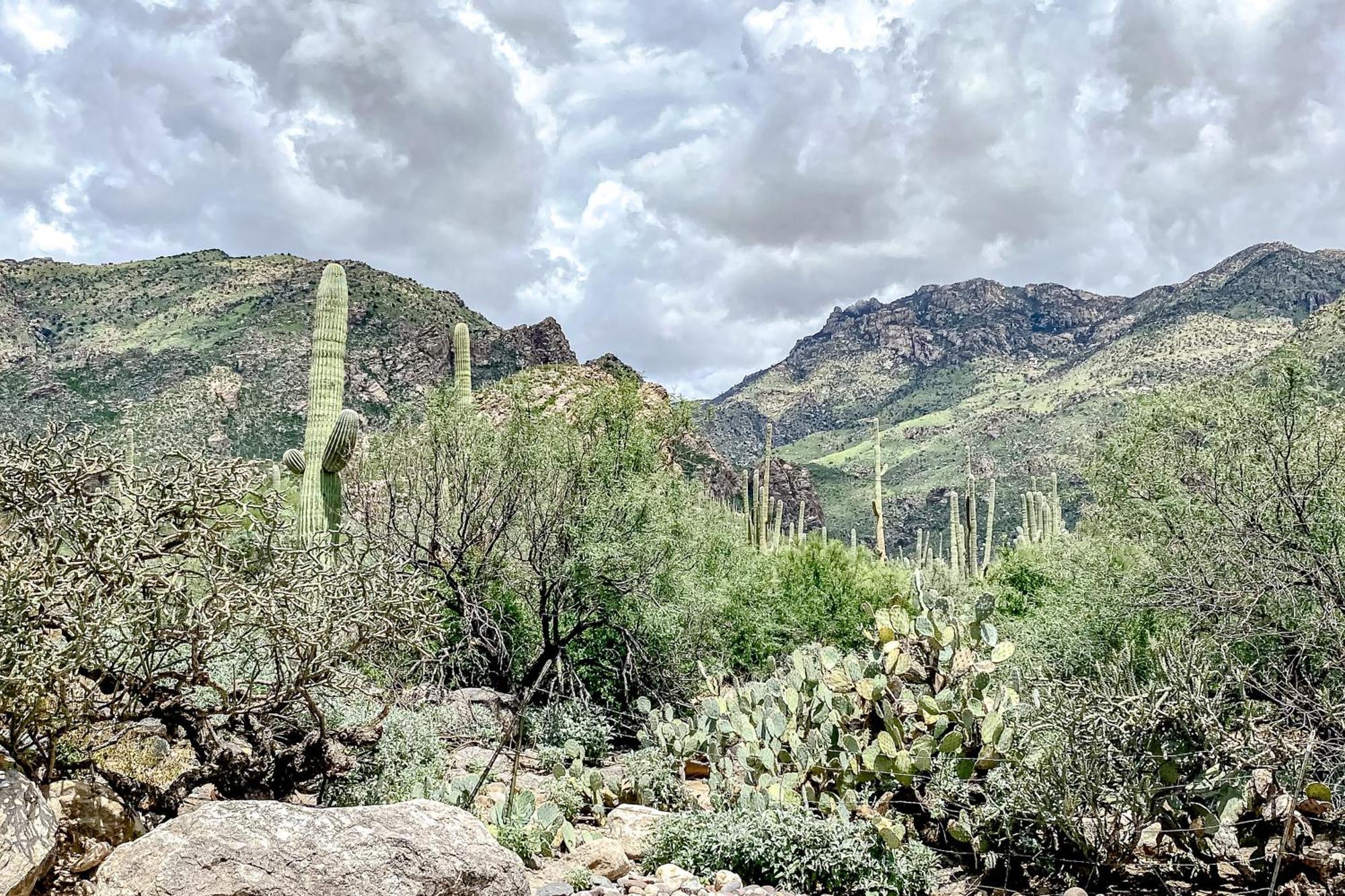 Canyon View Tucson Chambre photo